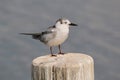 whiskered tern